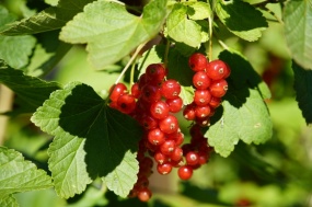 红浆果美味图片